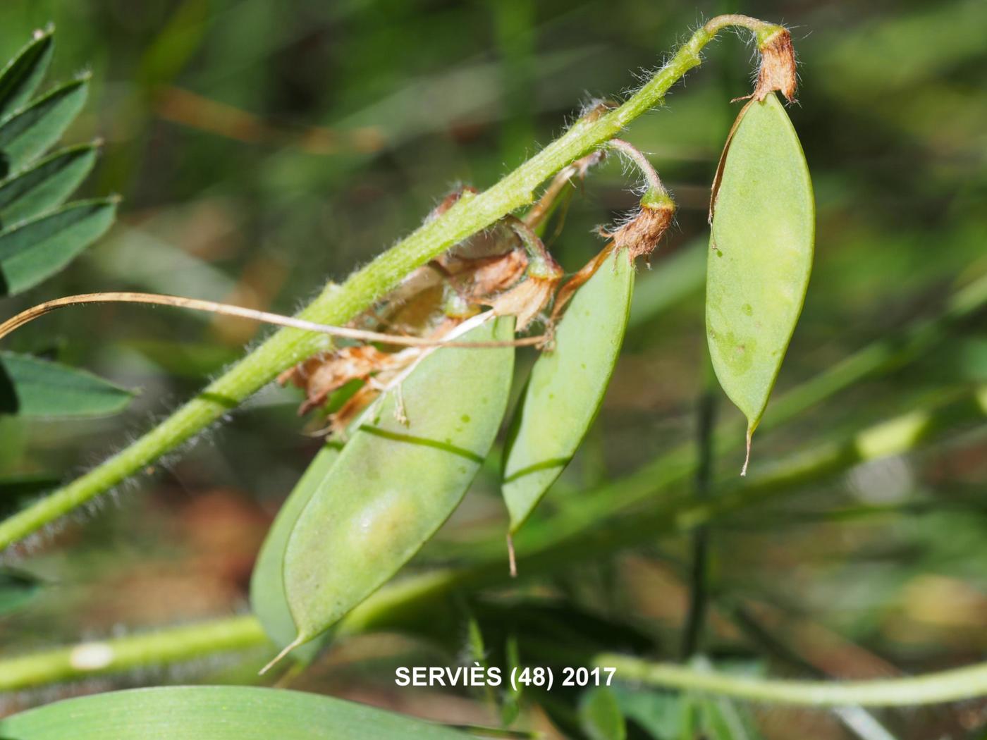 Vetch, Bitter fruit